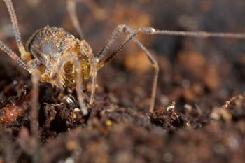 Media type: image;   Invertebrate Zoology 49771